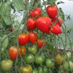 Выращивание томатов Тарасенко