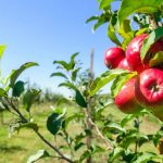 Выращивание яблони Моди