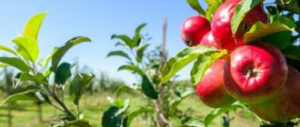 Выращивание яблони Моди