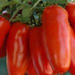 &#39;High and long-lasting yield with proper care - Khokhloma tomato