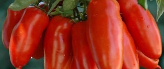 'Высокая и продолжительная урожайность при правильном уходе - томат "Хохлома