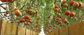 Высокорослые высокоурожайные томаты для теплиц: лучшие сорта и помощь в выборе подходящего для вас