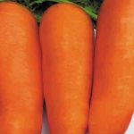 High-yielding carrot hybrid Boltex with excellent taste