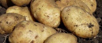 &#39;High-yielding potato variety &quot;White Swan&quot;
