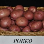 'Высокоурожайный сорт картофеля "Роко", идеально подходящий для варки и запекания' width="800