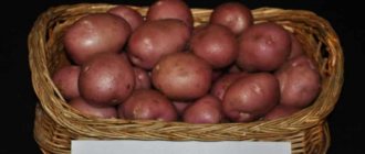 'Высокоурожайный сорт картофеля "Роко", идеально подходящий для варки и запекания' width="800