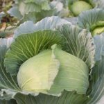 High-yielding universal cabbage variety Vyuga