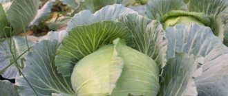 High-yielding universal cabbage variety Vyuga