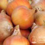 The ripening rate of “Shetana MS” bulbs at the time of harvesting is 83%, after ripening 95%