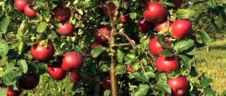 Mature apple tree