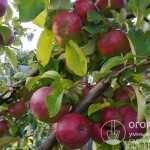 Яблоня «Орлик» (на фото) демонстрирует высокую продуктивность на своей родине – в Орловской области