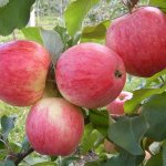 Apple tree Spartak