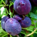Chernomor variety berries close-up