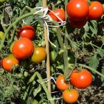 &#39;Why does everyone love the Summer Resident tomato so much?&#39; width=&quot;800 