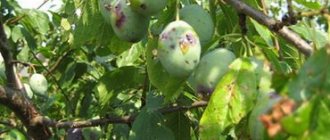 Plum diseases and their control