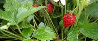 strawberry variety Ali Baba