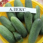 &#39;Let&#39;s get acquainted with the cucumber hybrid &quot;Alex f1&quot;